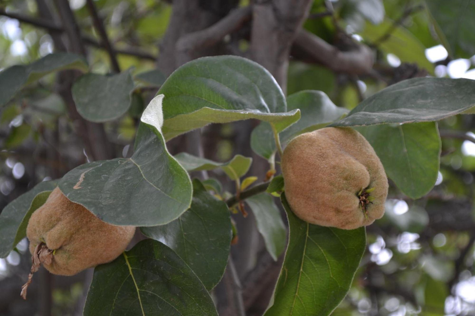 Villa Quince Ouirgane Luaran gambar